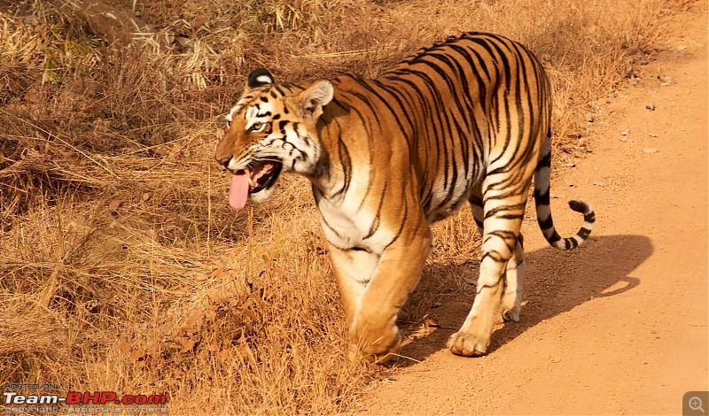 Tadoba Andhari Tiger Reserve : Just another quick travelogue-tadoba_k.jpg
