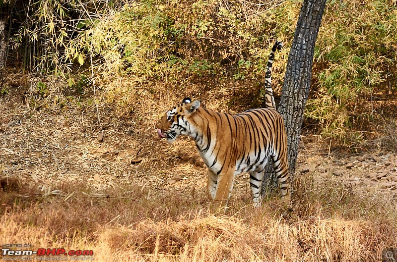 Tadoba Andhari Tiger Reserve : Just another quick travelogue-tadoba_l.jpg
