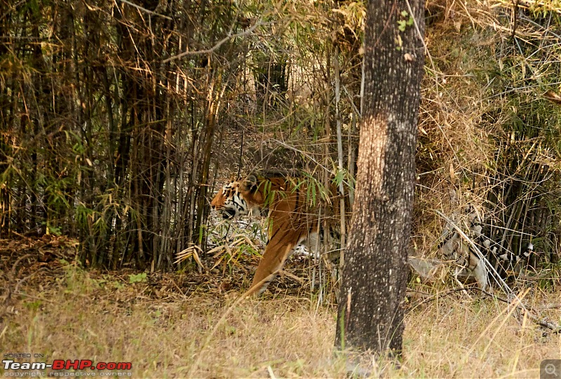 Tadoba Andhari Tiger Reserve : Just another quick travelogue-tadoba_m.jpg