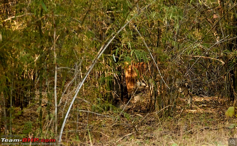 Tadoba Andhari Tiger Reserve : Just another quick travelogue-tadoba_o.jpg