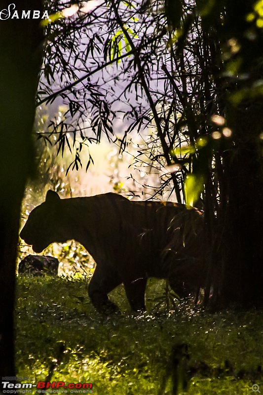 Tadoba Andhari Tiger Reserve : Just another quick travelogue-img_4674.jpg