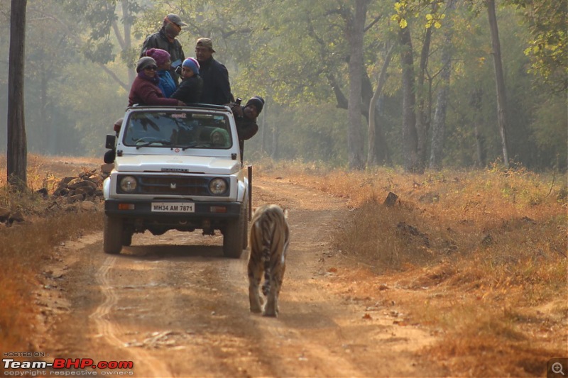 Tadoba Andhari Tiger Reserve : Just another quick travelogue-img20180123wa0008.jpg