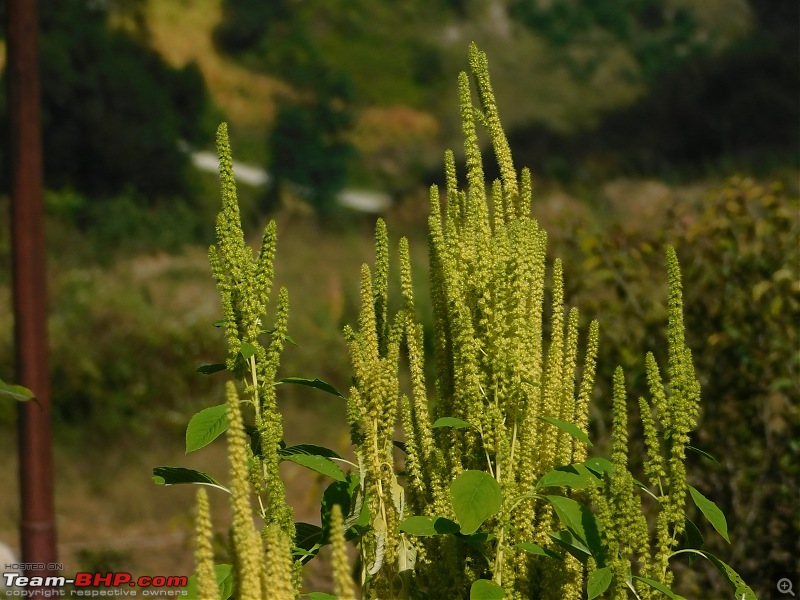 Kuari Pass, Uttarakhand : 3 Stupids' Himalayan trek in search of Utopia-dscn2172wildsplants.jpg