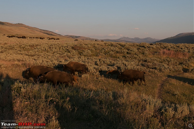 Yellowstone: A trip to the oldest national park in the USA (and the world)-img_1465.jpg