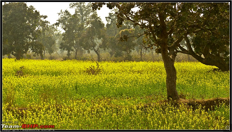 A Rhymelogue: Drive to Ajodhya Hills, Purulia-5.jpg