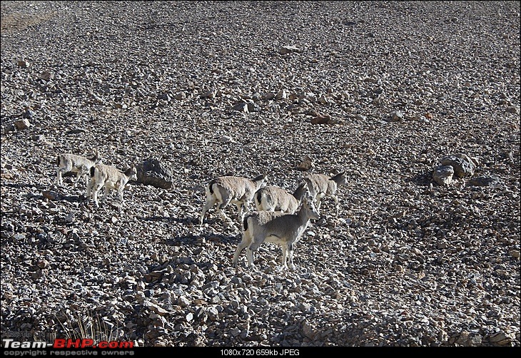 Ladakh in a Duster AWD-89.jpg