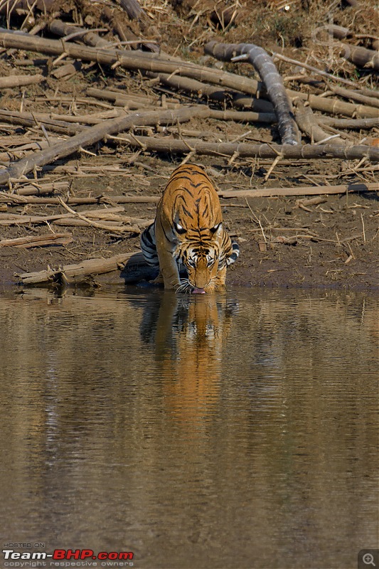 Kabini again - Can't get enough!-kbn02182168fb.jpg