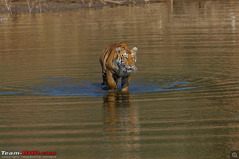 Kabini again - Can't get enough!-kbn02182365fb.jpg