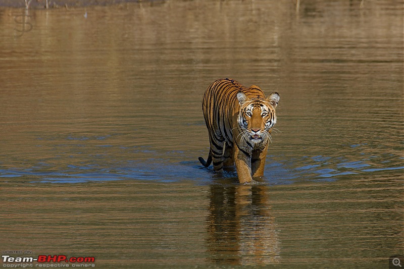 Kabini again - Can't get enough!-kbn02182368fb.jpg