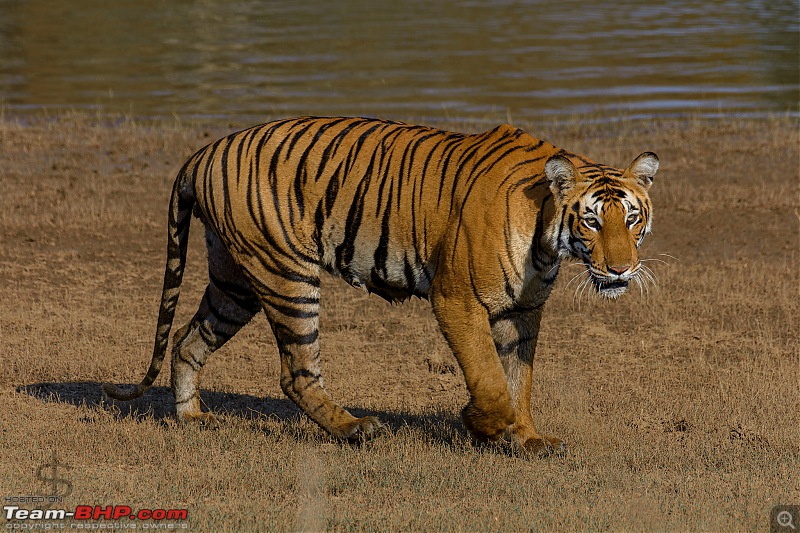 Kabini again - Can't get enough!-kbn02182423fb.jpg