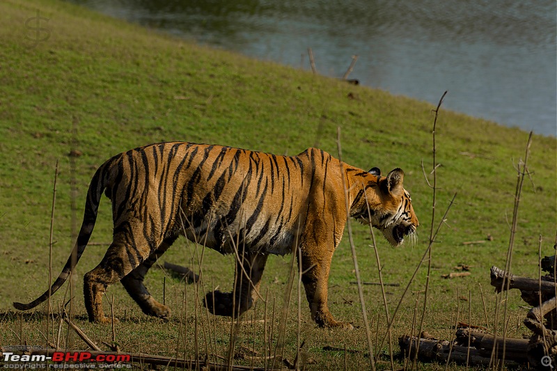 Kabini again - Can't get enough!-kbn02182425fb.jpg