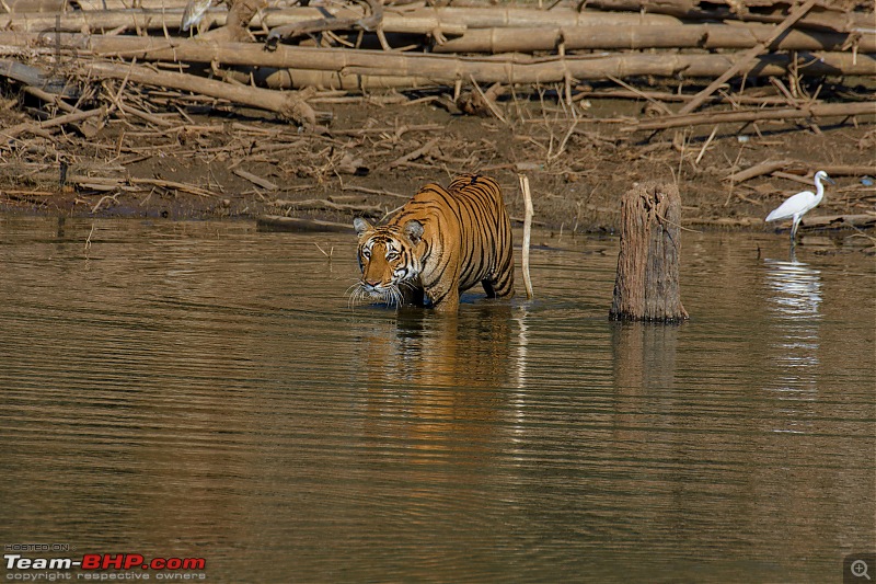 Kabini again - Can't get enough!-kbn02182347fb.jpg