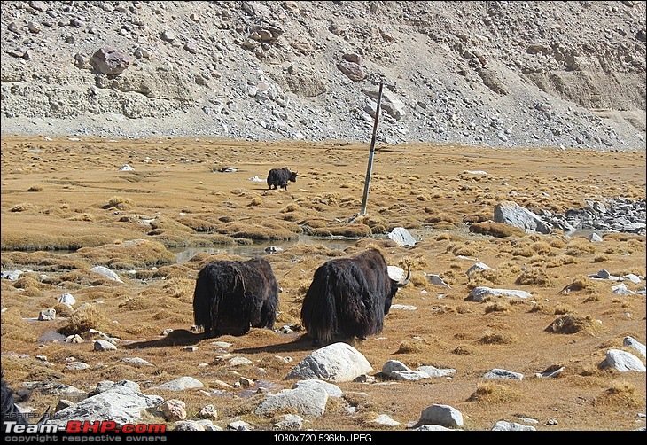 Ladakh in a Duster AWD-206.jpg