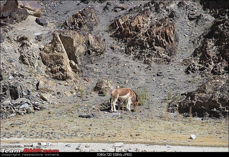 Ladakh in a Duster AWD-207.jpg