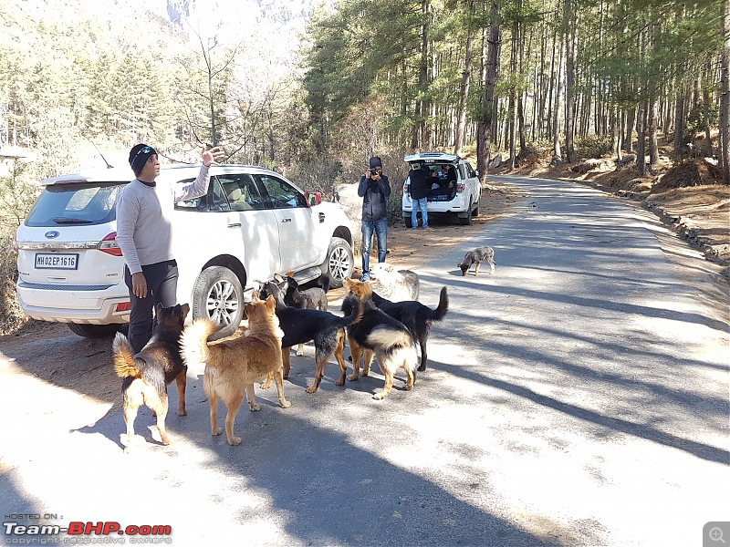 A Dinosaur and a Snail take the Silk Route to Sikkim and Bhutan!-surronded_by_dogs_on_return.jpg