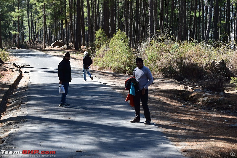 A Dinosaur and a Snail take the Silk Route to Sikkim and Bhutan!-walk-woods.jpg