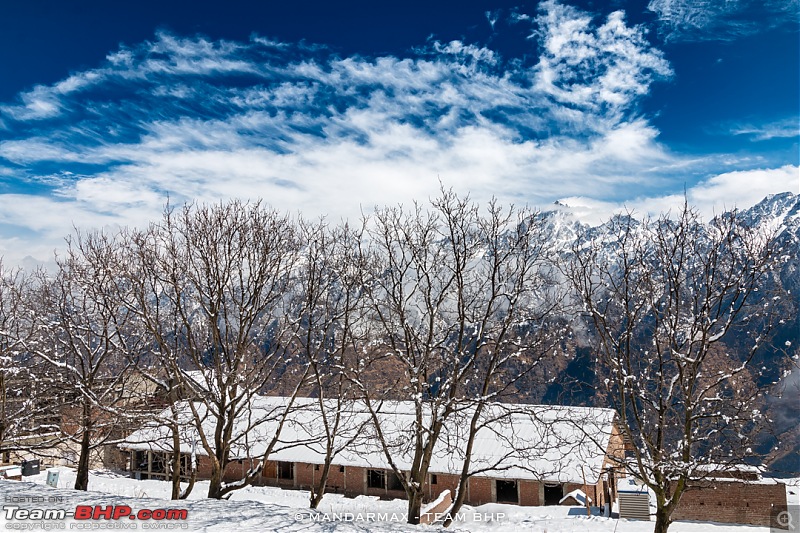 Chhota Break - Auli & Jim Corbett in 4 days-18morningsnowtrees.jpg