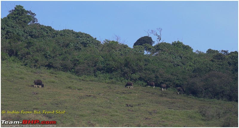 S-Cross'd : Meghamalai (via Yercaud)-dsc_5265edit.jpg