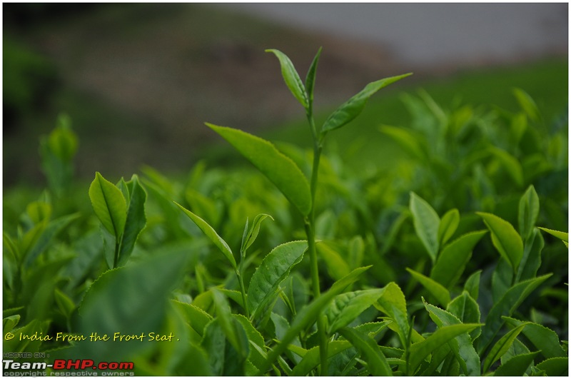 S-Cross'd : Meghamalai (via Yercaud)-dsc_5357edit.jpg