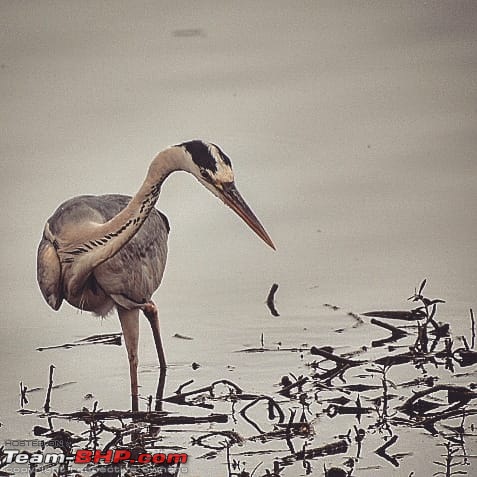 Photologue: The Lakes of Bangalore-whatsapp-image-20180319-13.28.35-4.jpeg