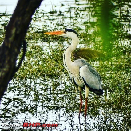 Photologue: The Lakes of Bangalore-whatsapp-image-20180319-13.28.35-8.jpeg