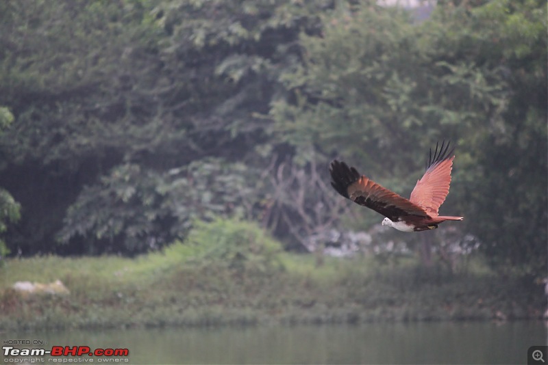 Photologue: The Lakes of Bangalore-img_9944.jpg