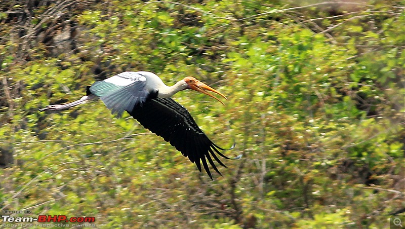A drive to Ranganathittu Bird Sanctuary & Chamundi Hills-image00016.jpg