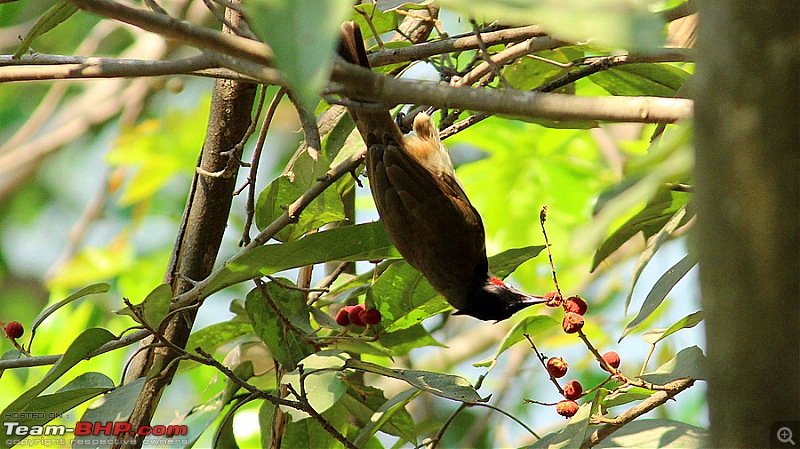 A drive to Ranganathittu Bird Sanctuary & Chamundi Hills-image00022.jpg