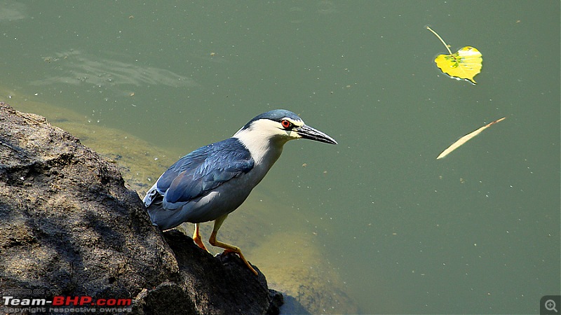 A drive to Ranganathittu Bird Sanctuary & Chamundi Hills-image00025.jpg