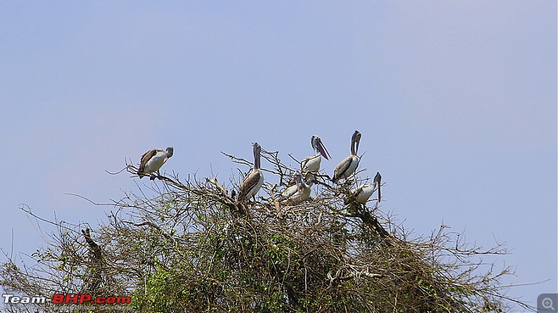 A drive to Ranganathittu Bird Sanctuary & Chamundi Hills-image00038.jpg