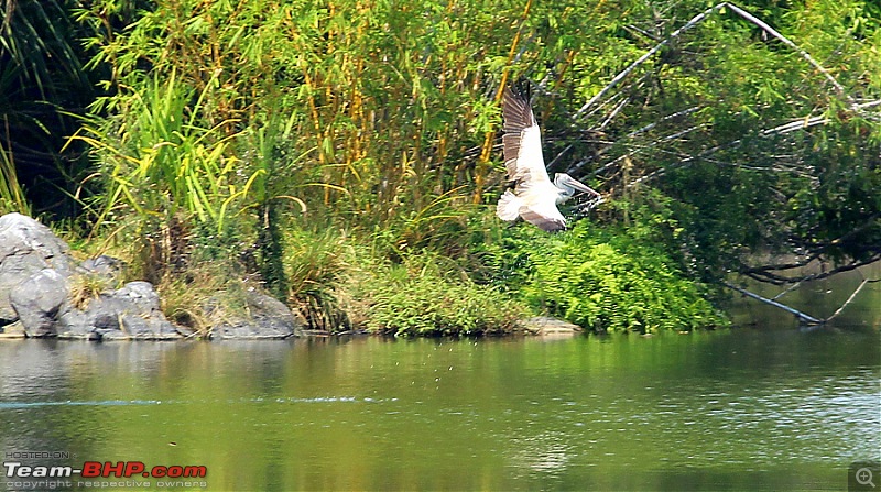 A drive to Ranganathittu Bird Sanctuary & Chamundi Hills-image00041.jpg