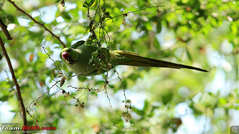 A drive to Ranganathittu Bird Sanctuary & Chamundi Hills-image00050.jpg