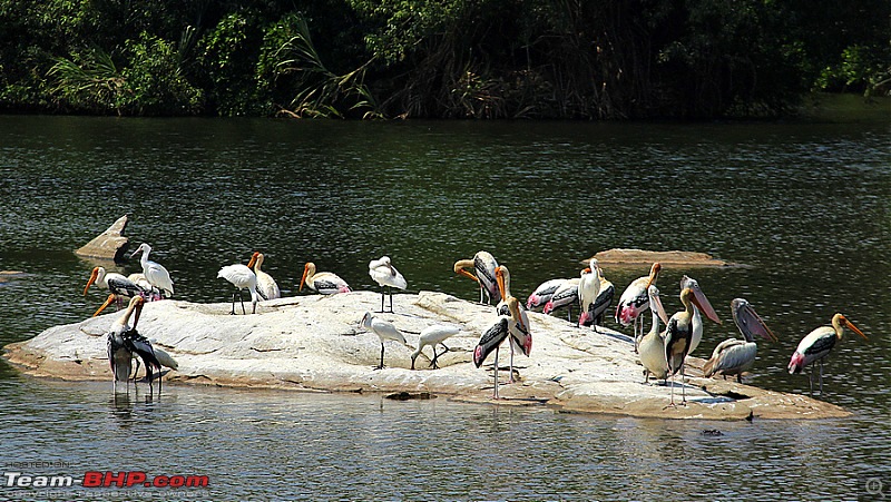 A drive to Ranganathittu Bird Sanctuary & Chamundi Hills-image00058.jpg