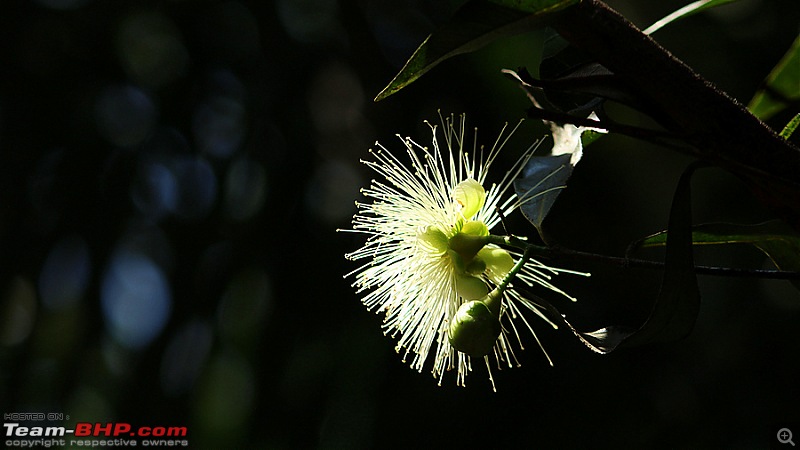 A drive to Ranganathittu Bird Sanctuary & Chamundi Hills-image00067.jpg