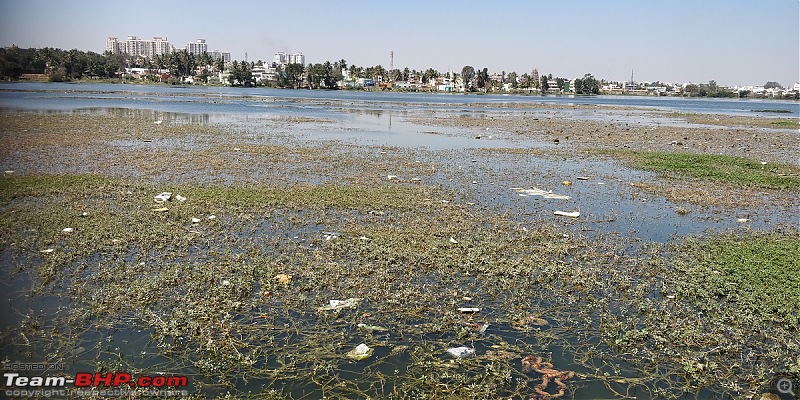 Photologue: The Lakes of Bangalore-begur-lake-4feb18.jpg