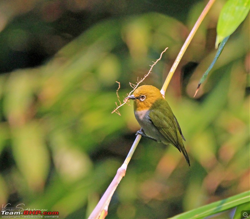 Bird watching in Nilgiris-img_42981642x1438.jpg