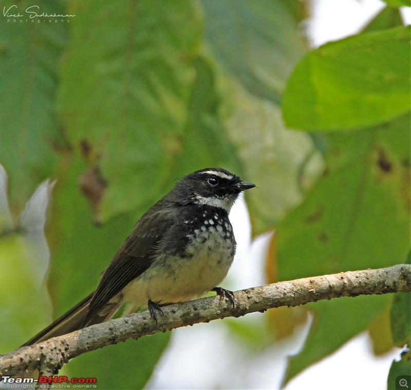 Bird watching in Nilgiris-img_47171642x1556.jpg