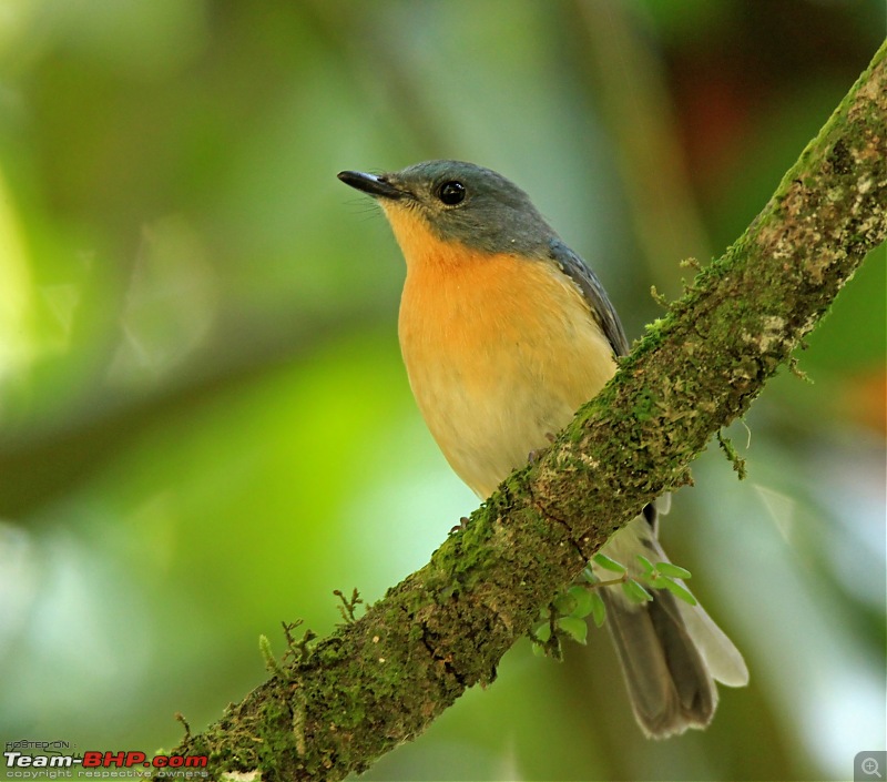 Bird watching in Nilgiris-img_43961642x1447.jpg