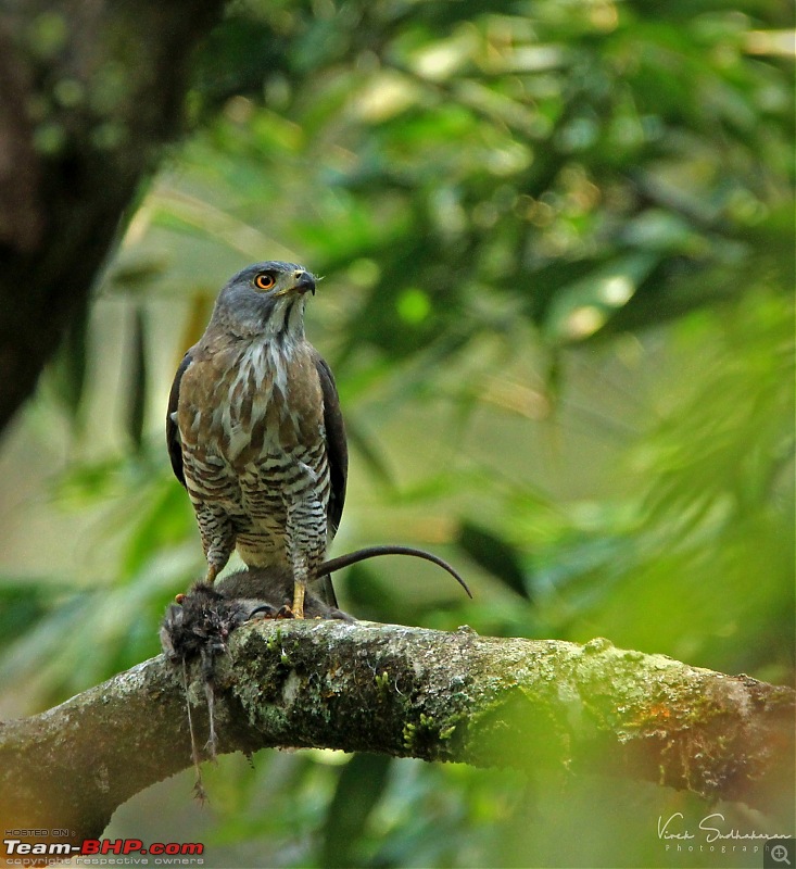 Bird watching in Nilgiris-img_45931642x1793.jpg