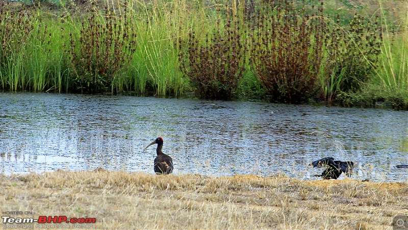 Darkmobile goes birding - A drive to the Koonthankulam Bird Sanctuary-image00007.jpg