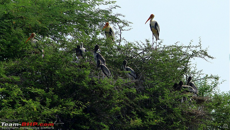 Darkmobile goes birding - A drive to the Koonthankulam Bird Sanctuary-image00004.jpg