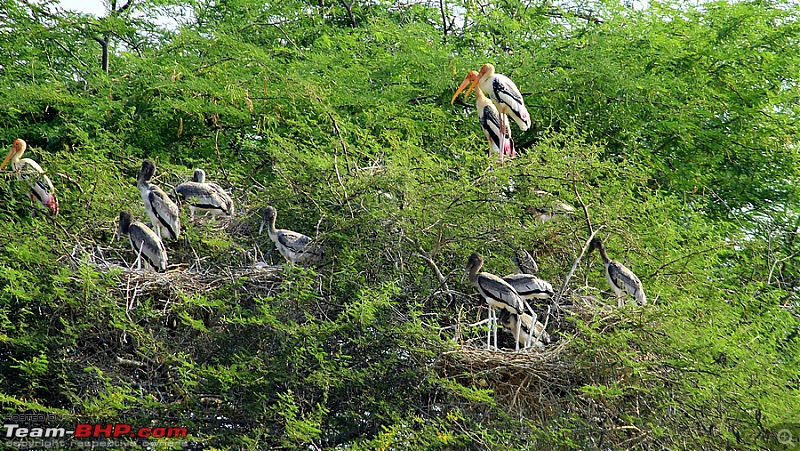 Darkmobile goes birding - A drive to the Koonthankulam Bird Sanctuary-image00006.jpg