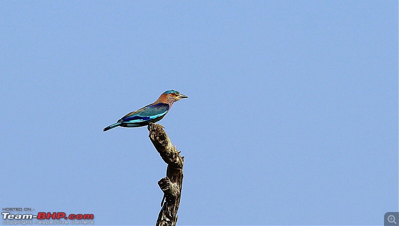 Darkmobile goes birding - A drive to the Koonthankulam Bird Sanctuary-image00011.jpg