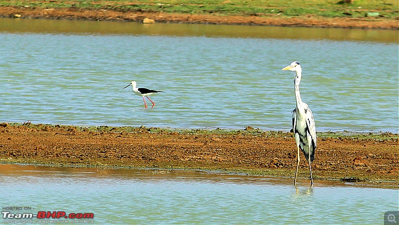 Darkmobile goes birding - A drive to the Koonthankulam Bird Sanctuary-image00015.jpg