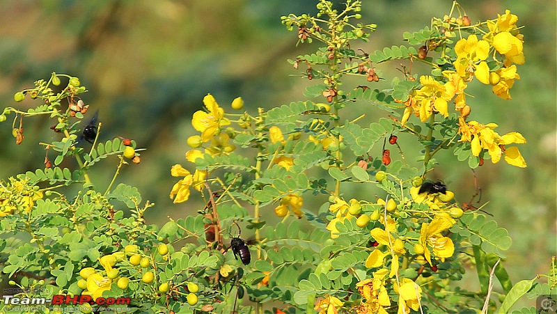 Darkmobile goes birding - A drive to the Koonthankulam Bird Sanctuary-image00020.jpg