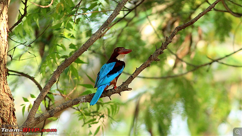 Darkmobile goes birding - A drive to the Koonthankulam Bird Sanctuary-image00021.jpg