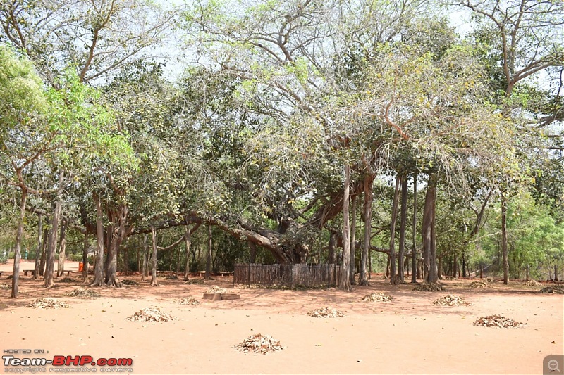 Mumbai - Pondicherry Road Trip in an Isuzu V-Cross-auroville-banyan-tree.jpg