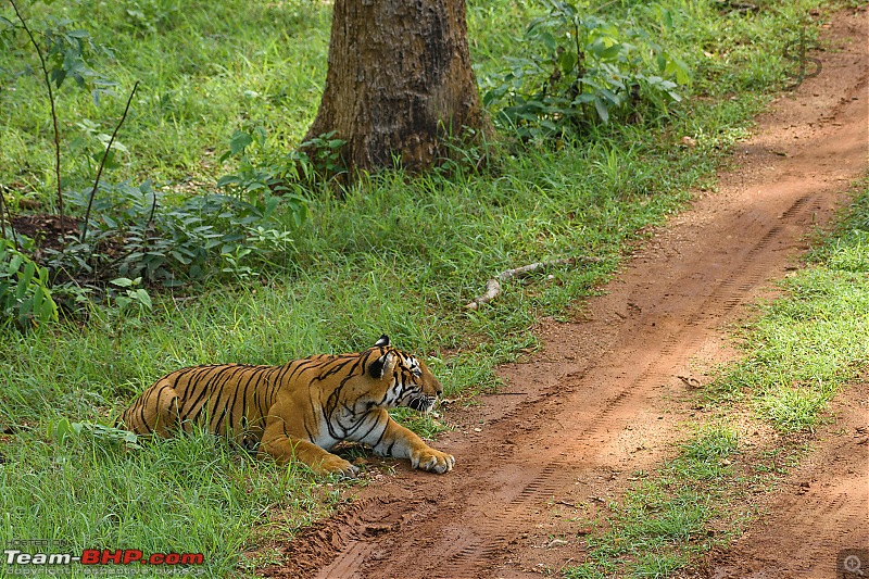 Kabini - The call of the wild-kbnmay18042.jpg