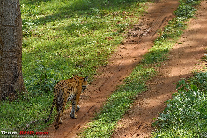 Kabini - The call of the wild-kbnmay18055.jpg