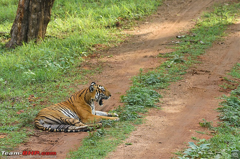 Kabini - The call of the wild-kbnmay18094.jpg